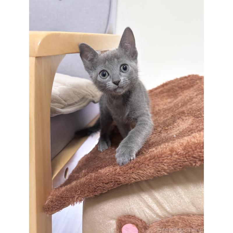 販売中の福岡県のロシアンブルー-135280の4枚目