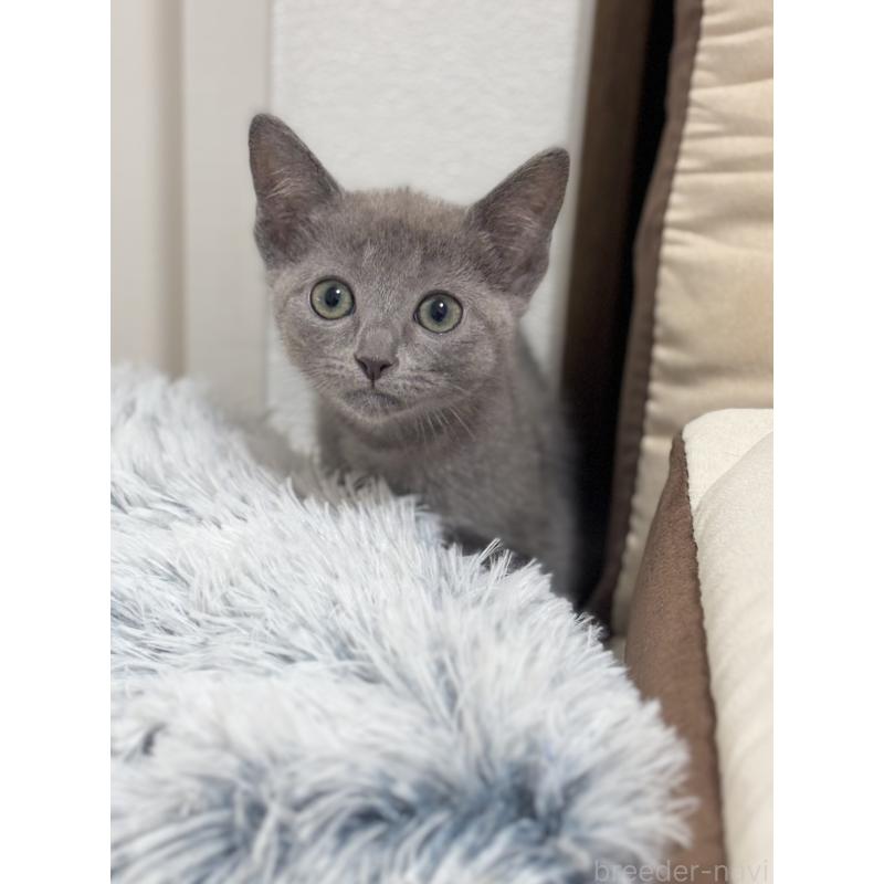 販売中の福岡県のロシアンブルー-135280の3枚目