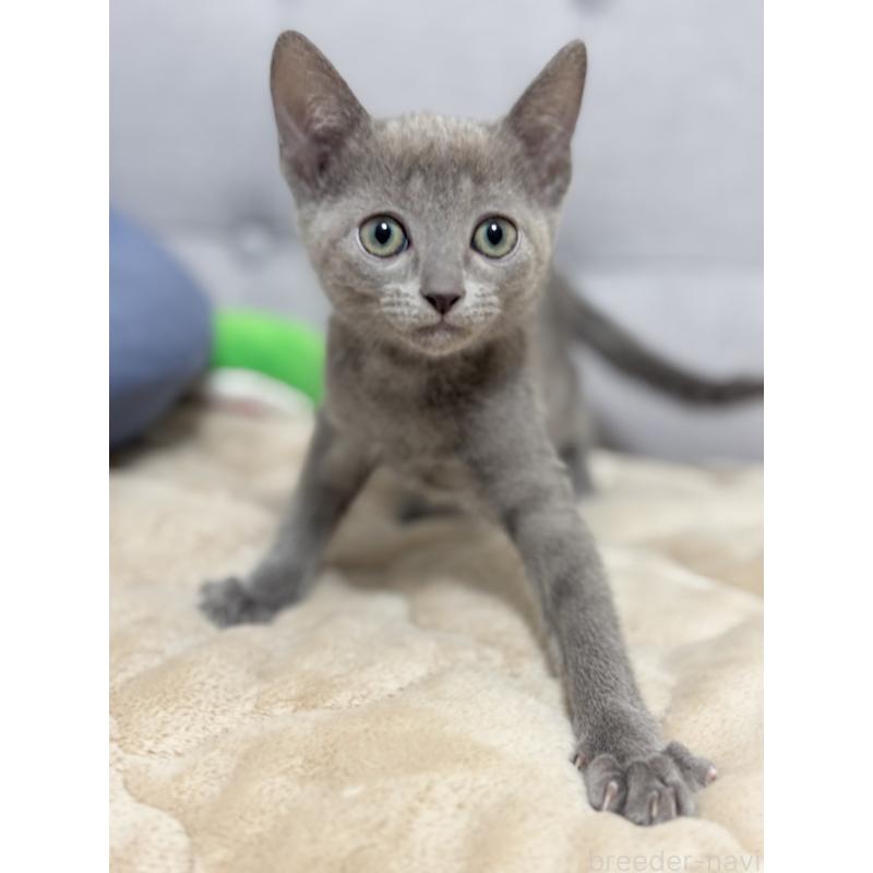 販売中の福岡県のロシアンブルー-135280の2枚目