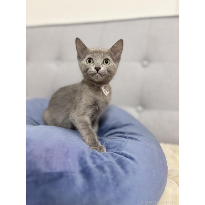 販売中の福岡県のロシアンブルー-135281の4枚目