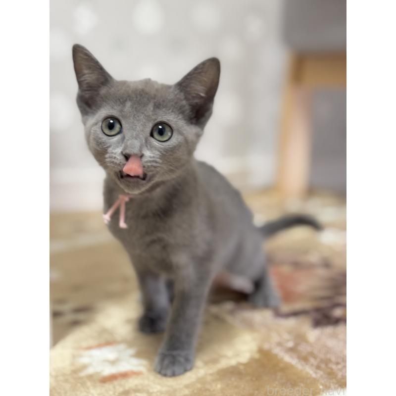 販売中の福岡県のロシアンブルー-135281の3枚目