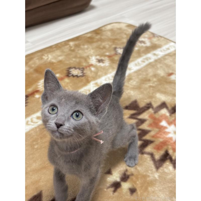 販売中の福岡県のロシアンブルー-135281の2枚目