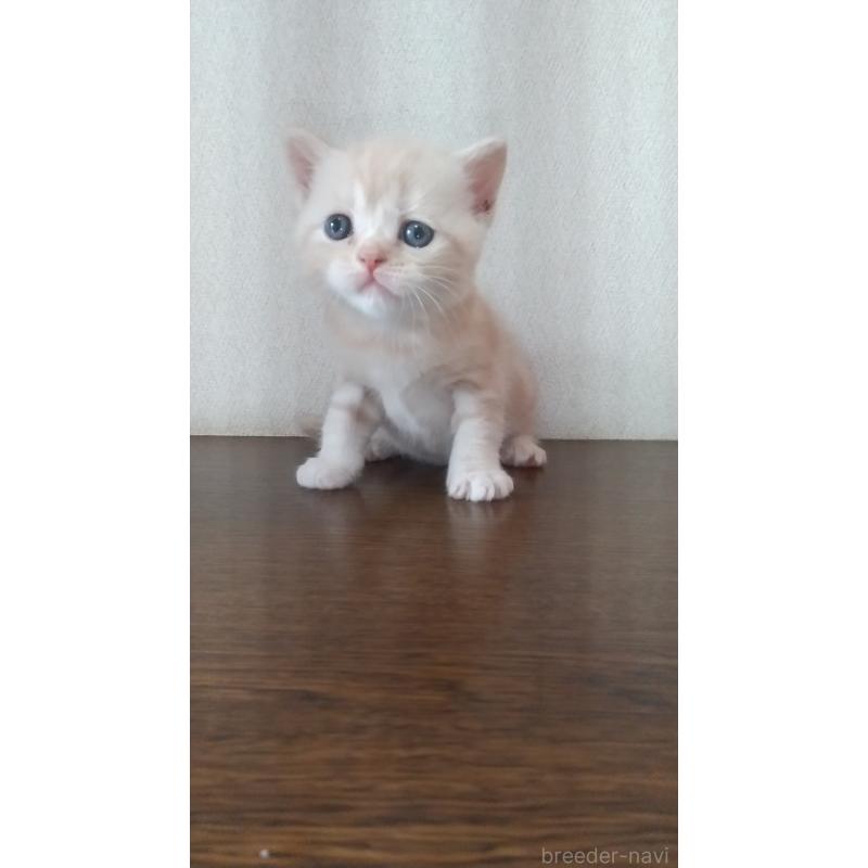 販売中の栃木県のスコティッシュフォールド-135282の2枚目