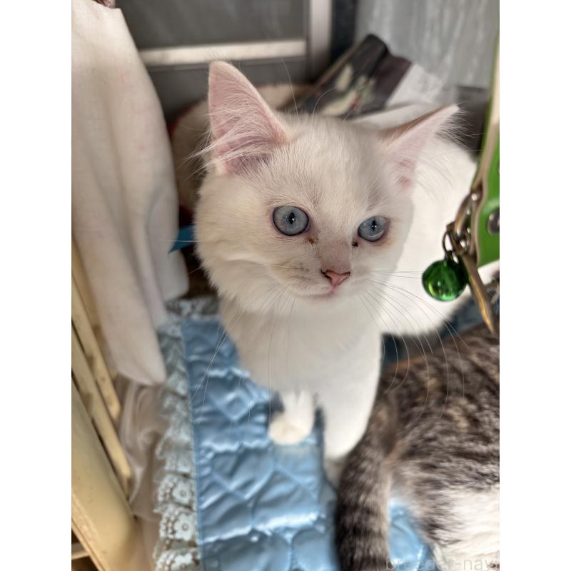 販売中の神奈川県のマンチカン-129912の19枚目