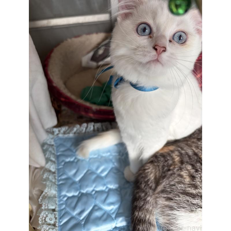 販売中の神奈川県のマンチカン-129912の18枚目