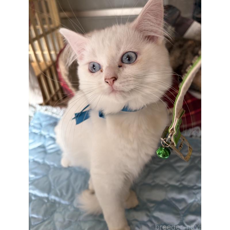 販売中の神奈川県のマンチカン-129912の17枚目