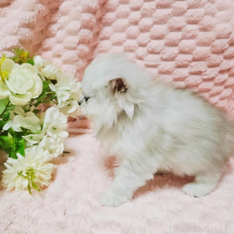 販売中の茨城県のペルシャ(チンチラ)-135299の17枚目