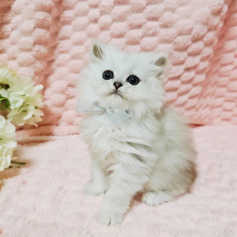 販売中の茨城県のペルシャ(チンチラ)-135299の16枚目