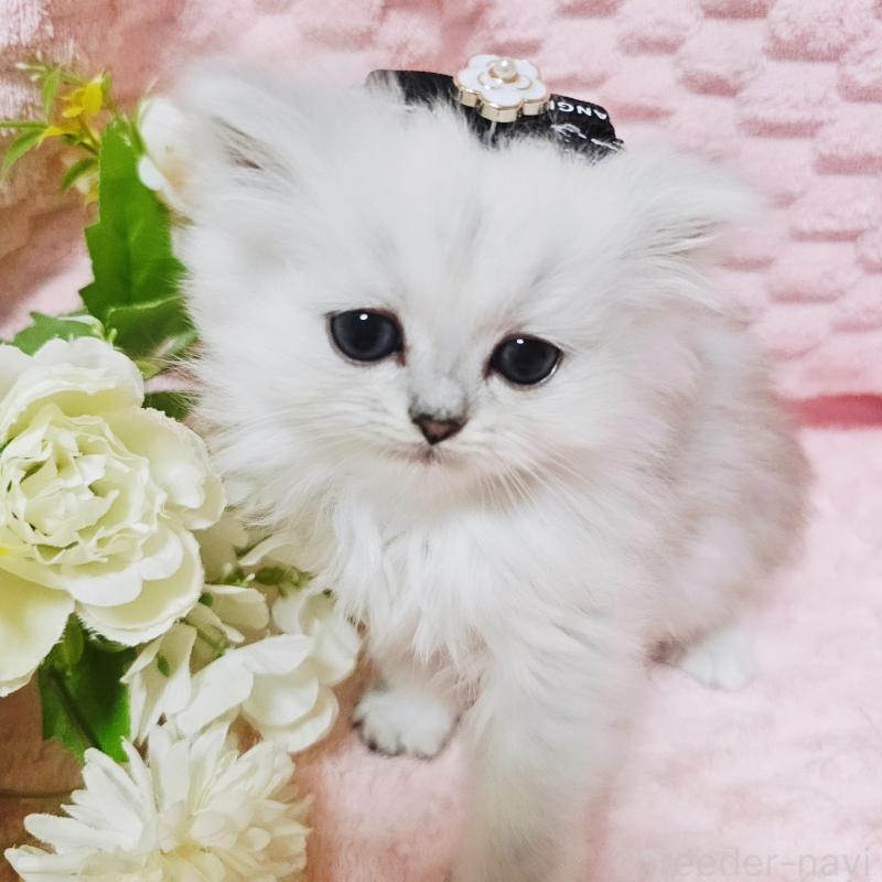 販売中の茨城県のペルシャ(チンチラ)-135299の1枚目