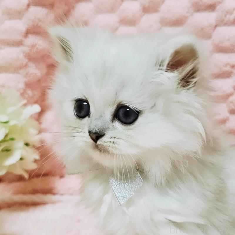 販売中の茨城県のペルシャ(チンチラ)-135299の13枚目