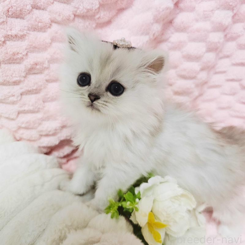 販売中の茨城県のペルシャ(チンチラ)-135299の12枚目