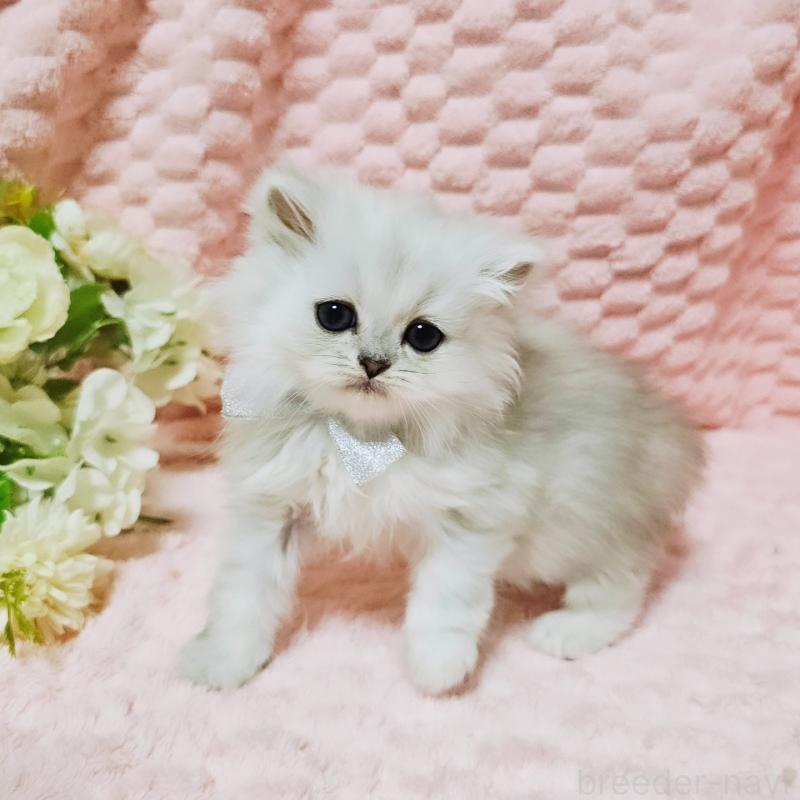 販売中の茨城県のペルシャ(チンチラ)-135299の11枚目