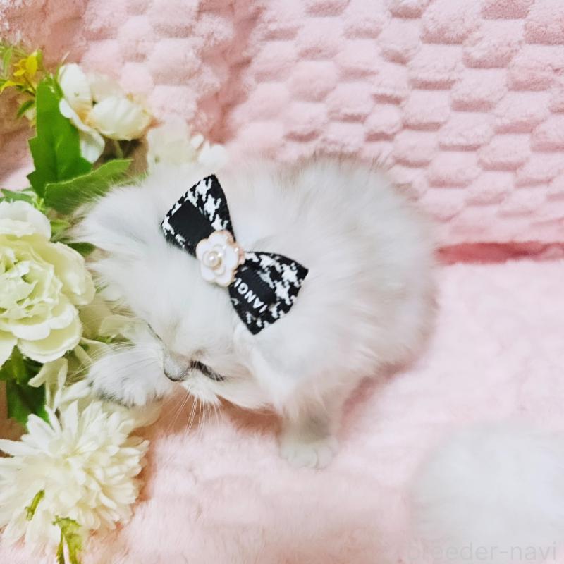 販売中の茨城県のペルシャ(チンチラ)-135299の10枚目