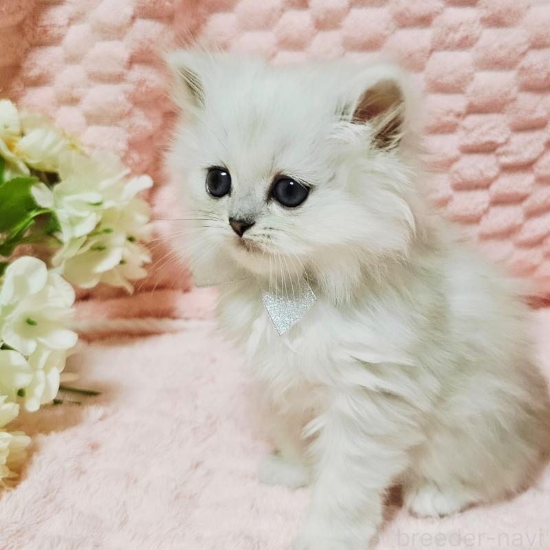 販売中の茨城県のペルシャ(チンチラ)-135299の9枚目