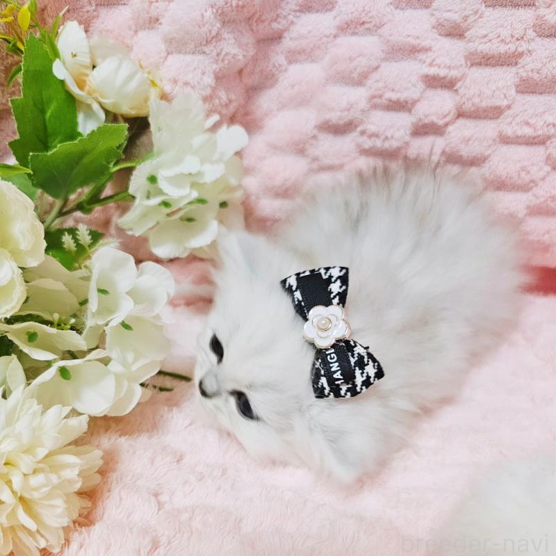 販売中の茨城県のペルシャ(チンチラ)-135299の8枚目