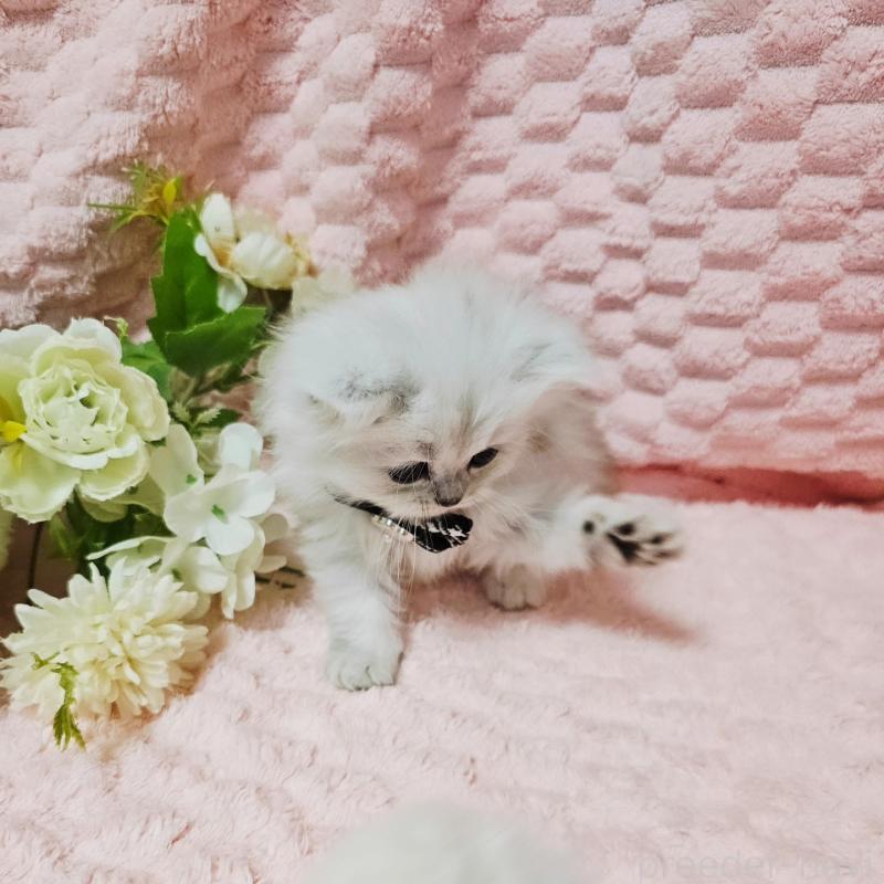 販売中の茨城県のペルシャ(チンチラ)-135299の7枚目