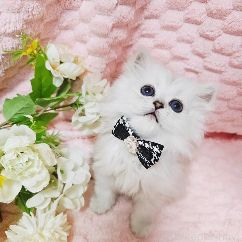 販売中の茨城県のペルシャ(チンチラ)-135299の6枚目