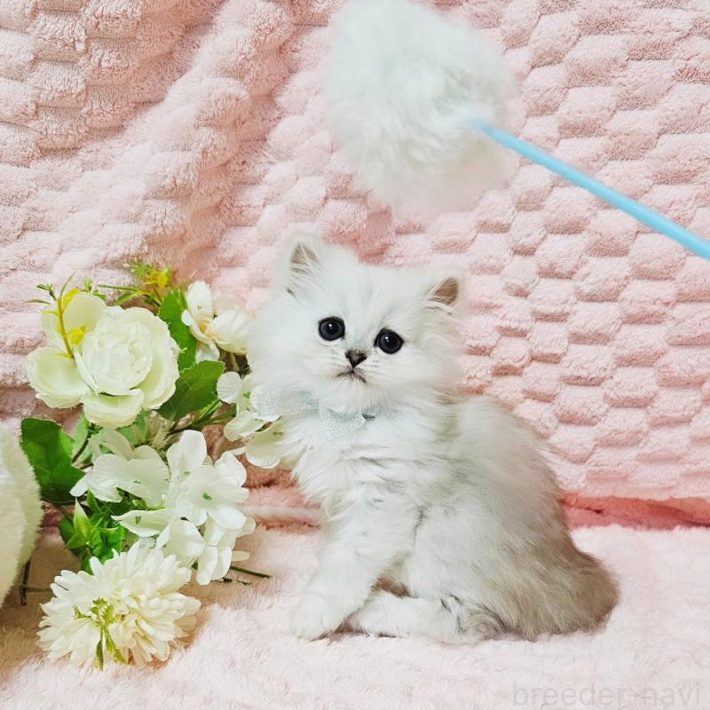 販売中の茨城県のペルシャ(チンチラ)-135299の5枚目