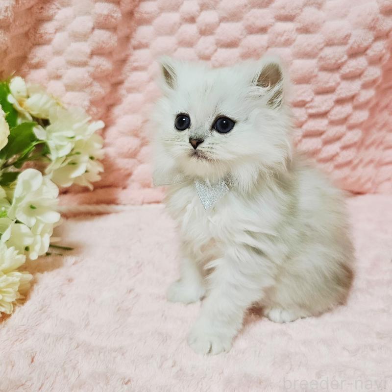 販売中の茨城県のペルシャ(チンチラ)-135299の4枚目