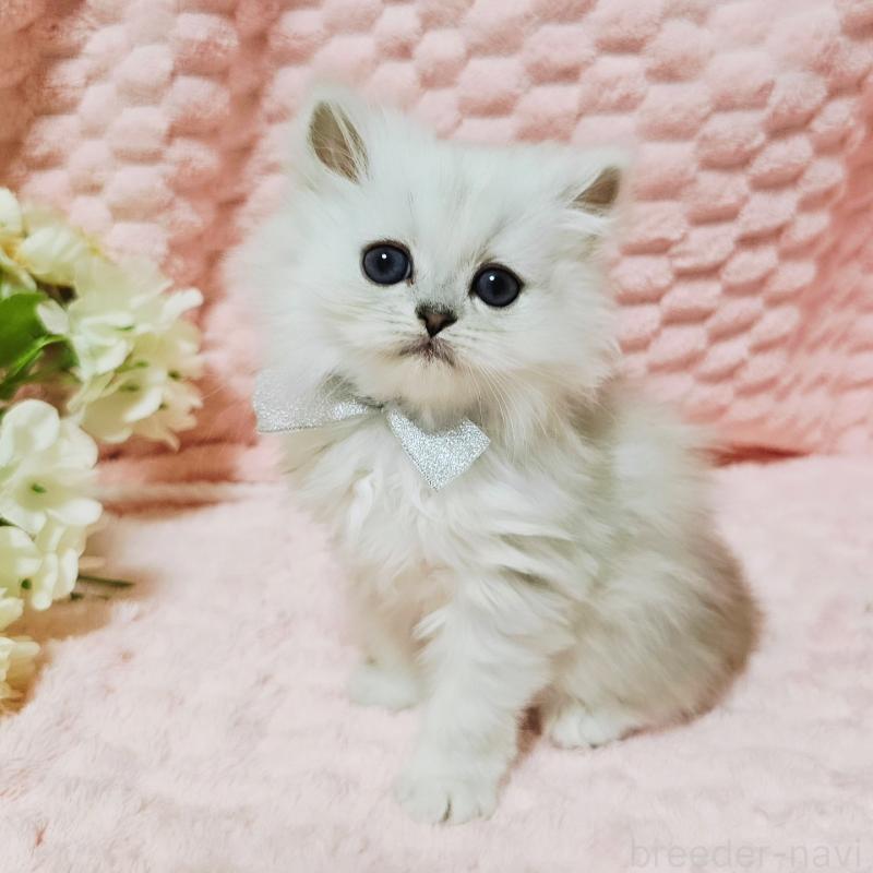 販売中の茨城県のペルシャ(チンチラ)-135299の3枚目