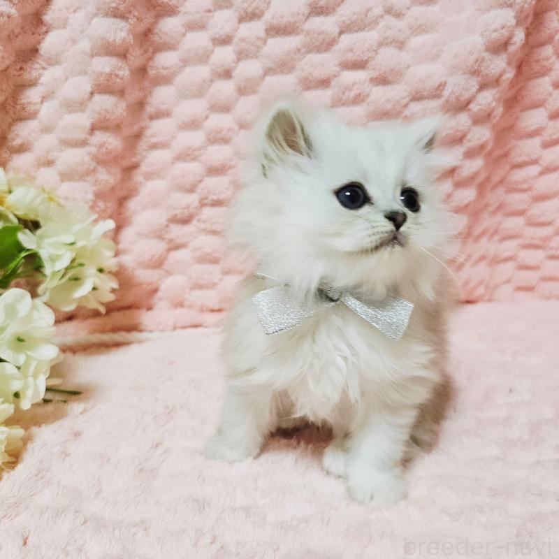 販売中の茨城県のペルシャ(チンチラ)-135299の2枚目