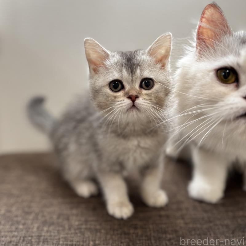 成約済の埼玉県のミヌエット-133593の2枚目