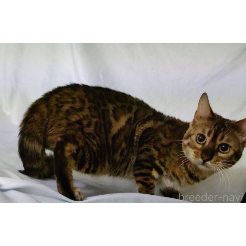 成約済の長野県のベンガル-116918の3枚目