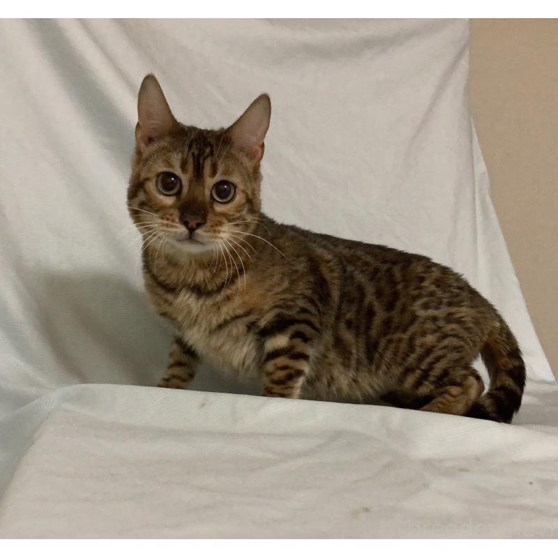 成約済の長野県のベンガル-116918の2枚目