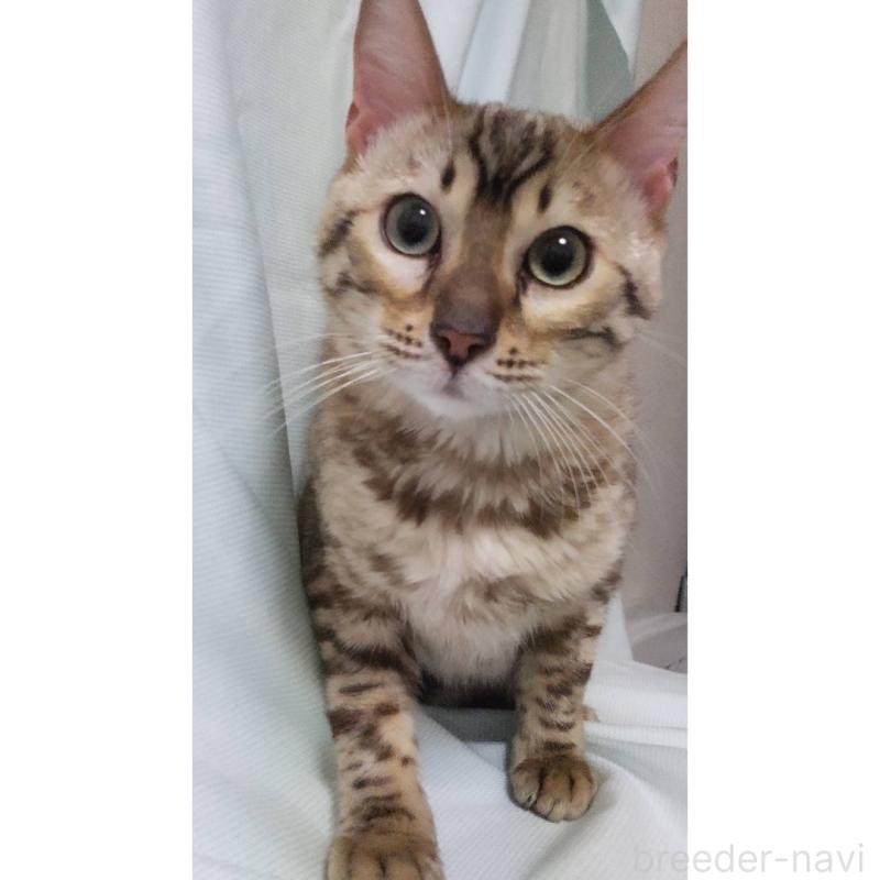 販売中の長野県のベンガル-121147