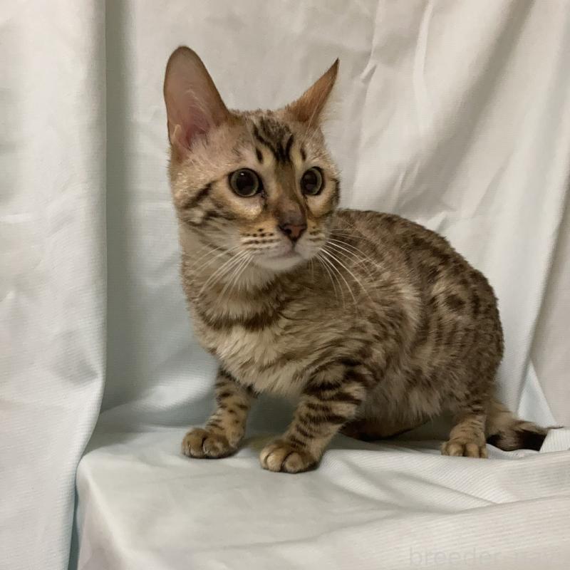 販売中の長野県のベンガル-121147の4枚目