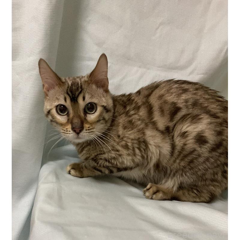 販売中の長野県のベンガル-121147の3枚目