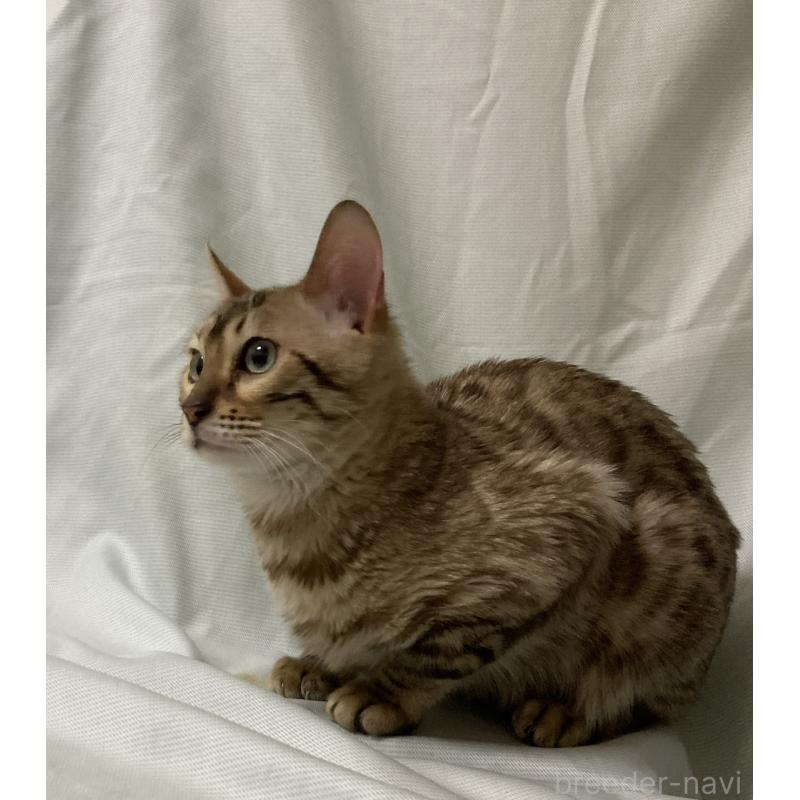 販売中の長野県のベンガル-121147の2枚目