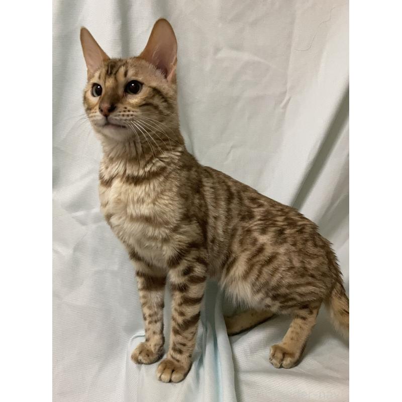 販売中の長野県のベンガル-121146の4枚目