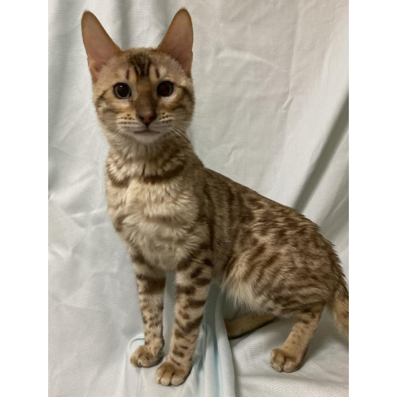 販売中の長野県のベンガル-121146の3枚目