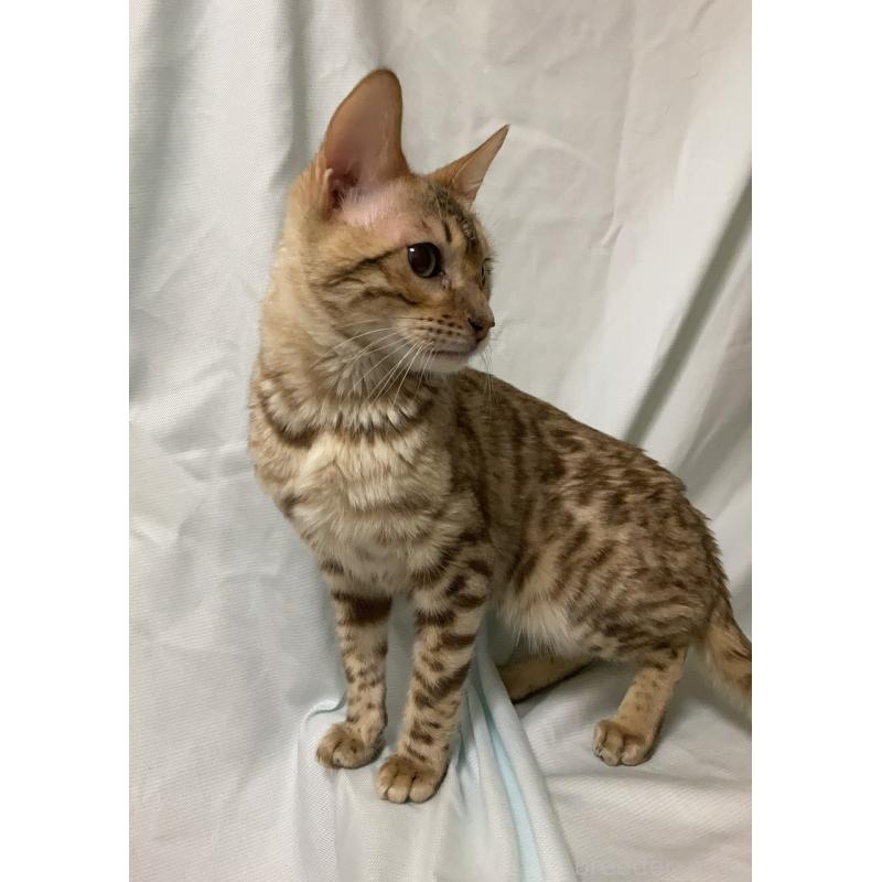 販売中の長野県のベンガル-121146の2枚目