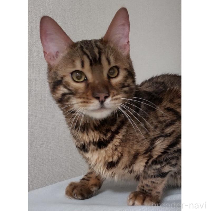 販売中の長野県のベンガル-121144