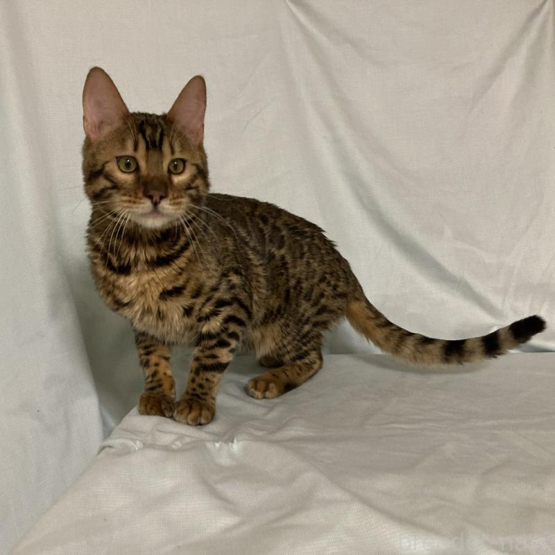 成約済の長野県のベンガル-121144の3枚目