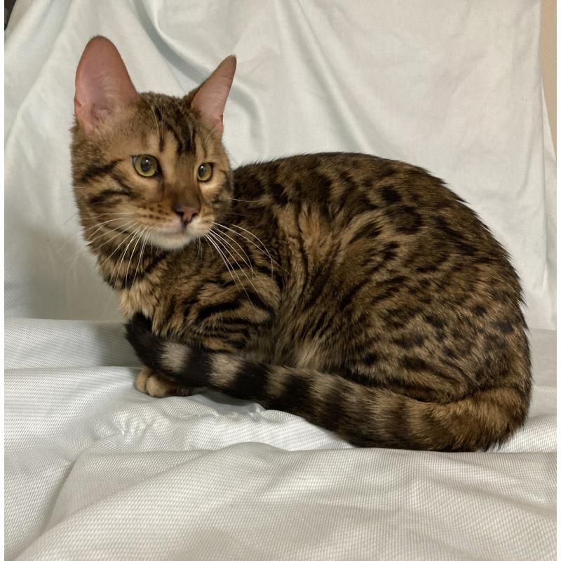 成約済の長野県のベンガル-121144の2枚目