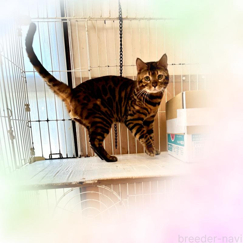 販売中の福岡県のベンガル-132363の4枚目