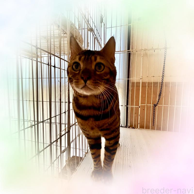 販売中の福岡県のベンガル-132363の3枚目