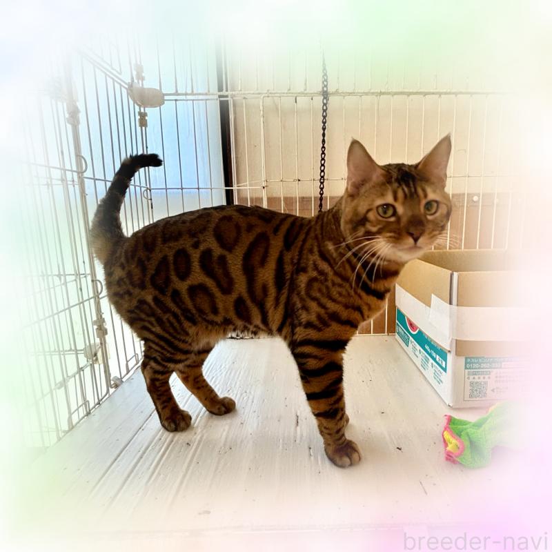 販売中の福岡県のベンガル-132363の2枚目