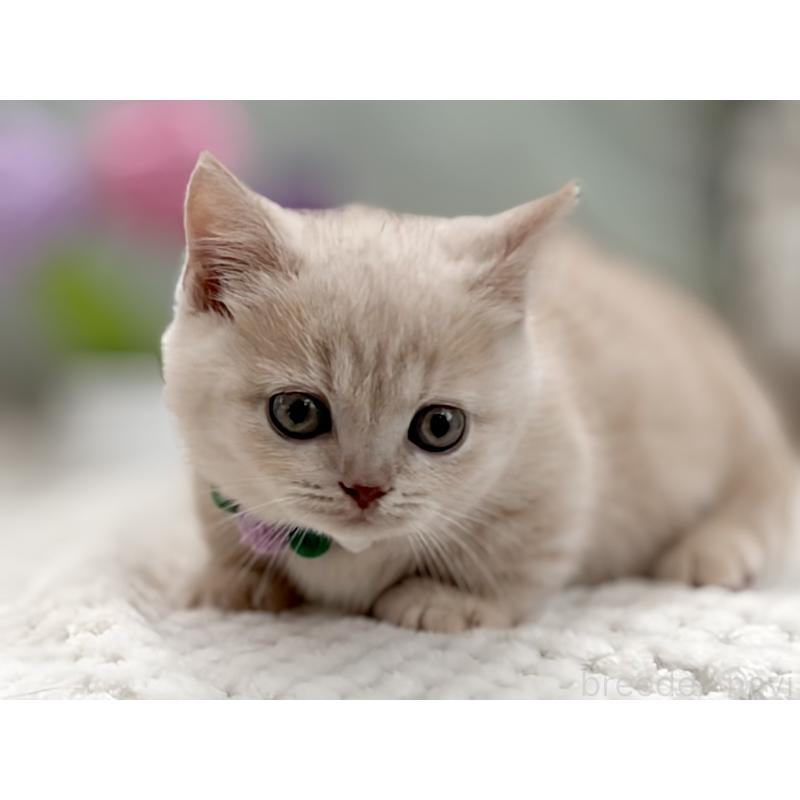 販売中の東京都のマンチカン(短足)-134455