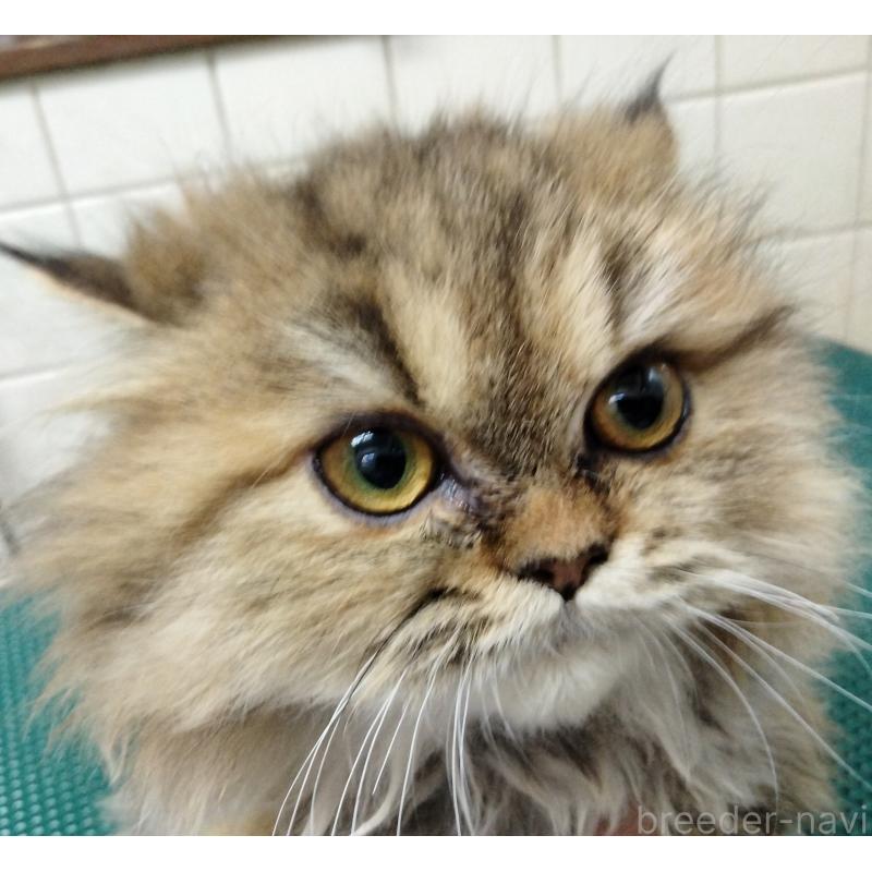 販売中の埼玉県のエキゾチックロングヘア-128864の4枚目