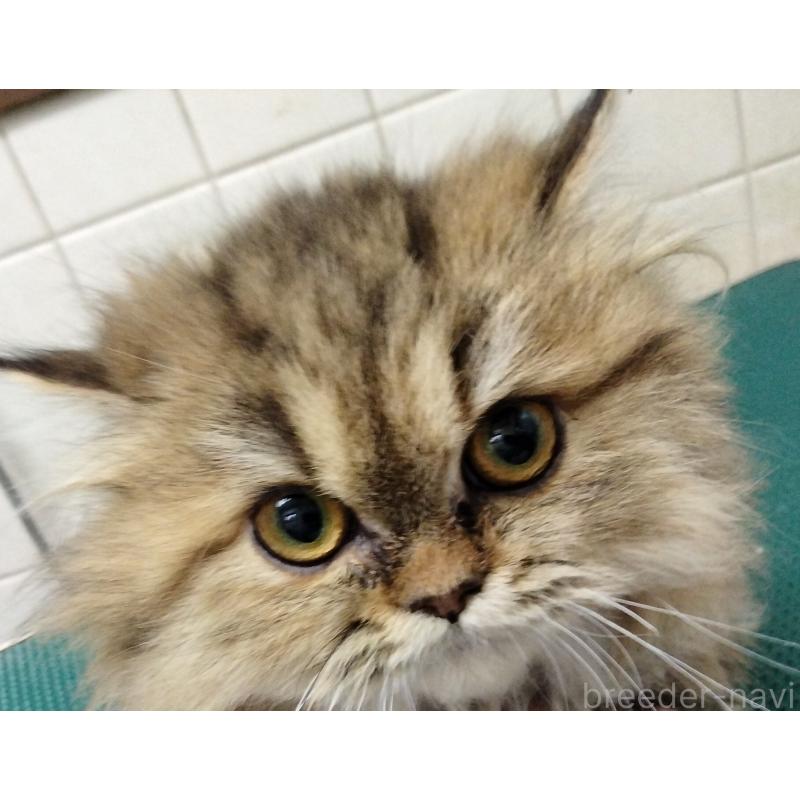 販売中の埼玉県のエキゾチックロングヘア-128864の2枚目