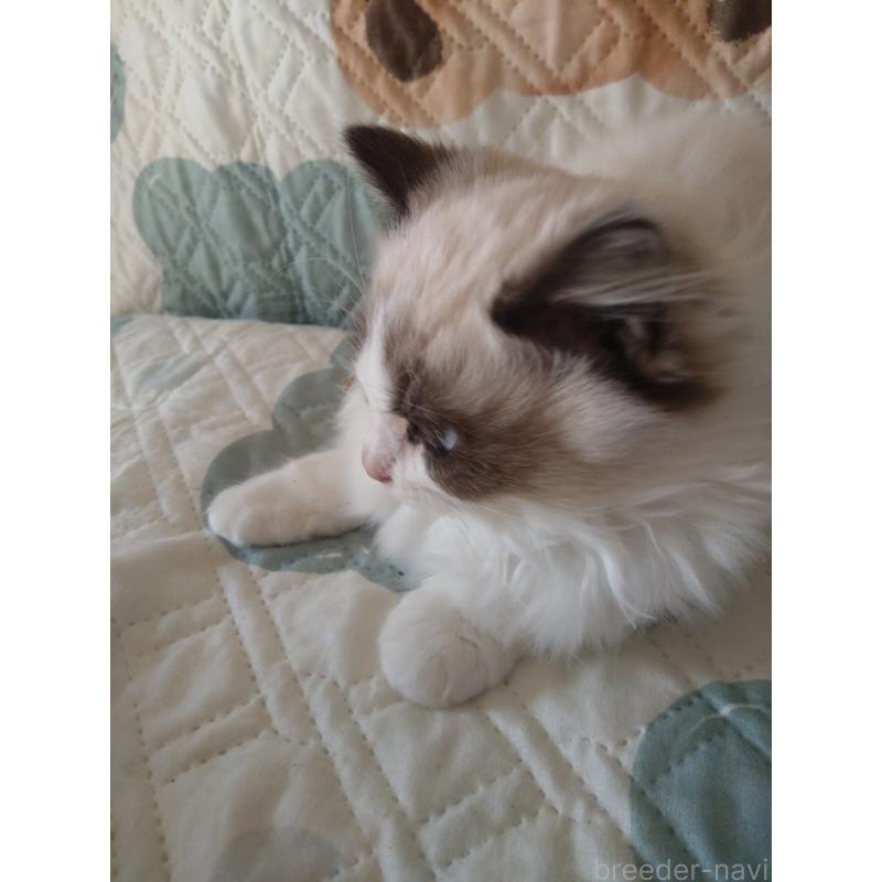 販売中の千葉県のラグドール-131021の6枚目