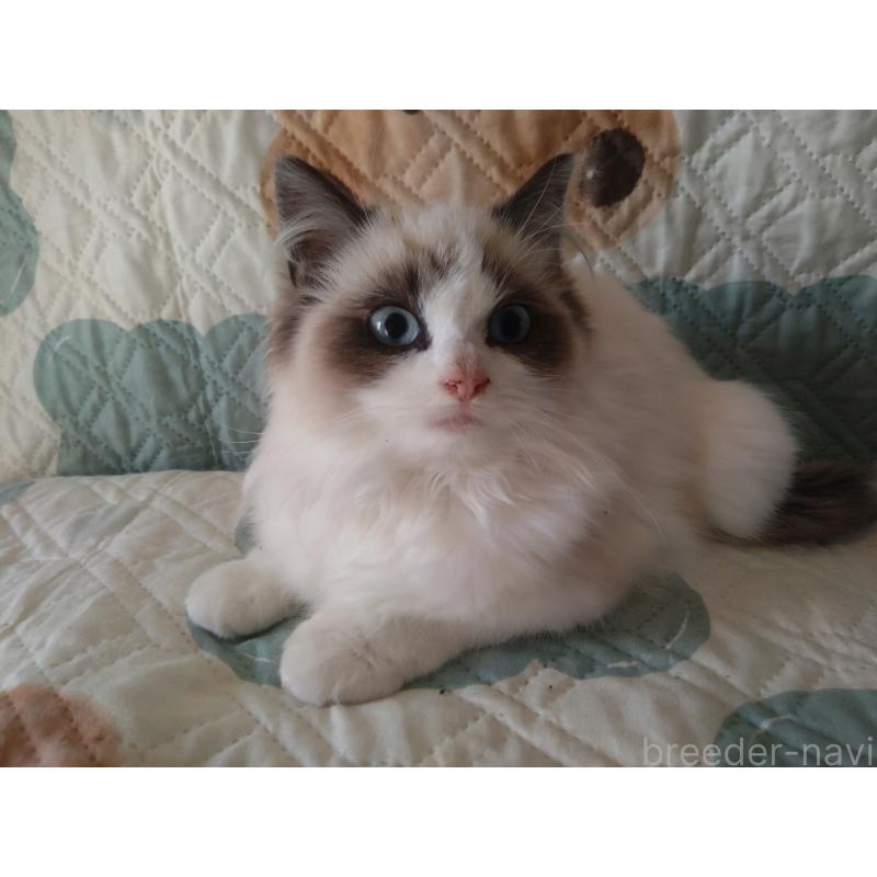 販売中の千葉県のラグドール-131021の5枚目