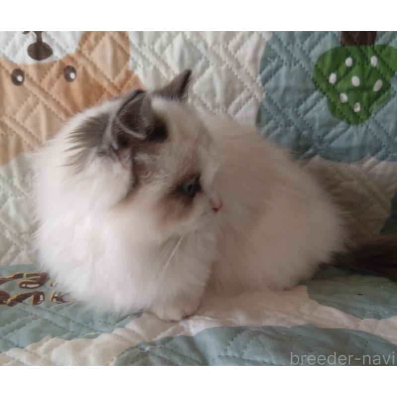 販売中の千葉県のラグドール-135305の5枚目