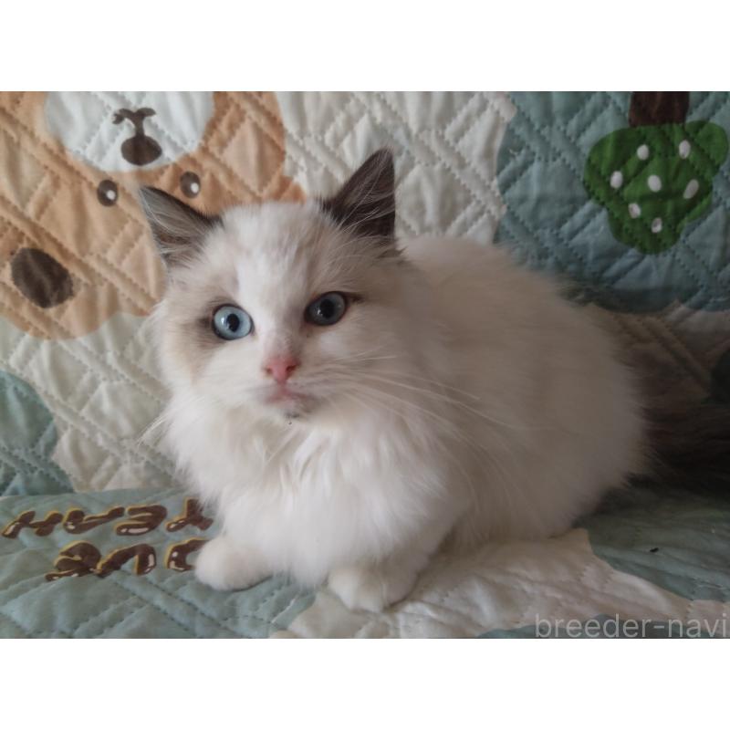 販売中の千葉県のラグドール-135305の4枚目