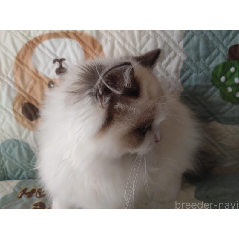 販売中の千葉県のラグドール-135305の3枚目