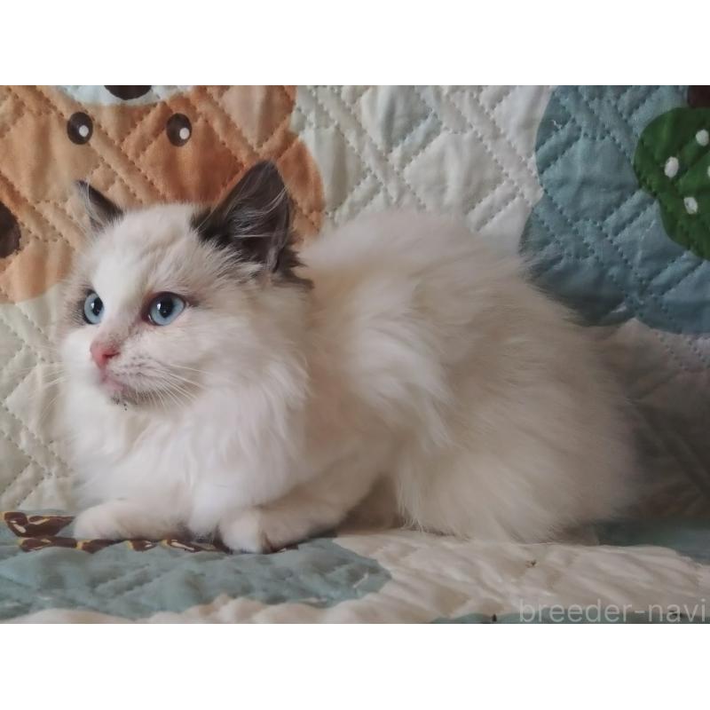 販売中の千葉県のラグドール-135305の2枚目